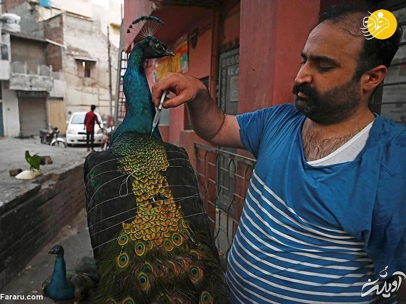 (تصاویر) تاکسیدرمی حیوانات خانگی پس از مرگ